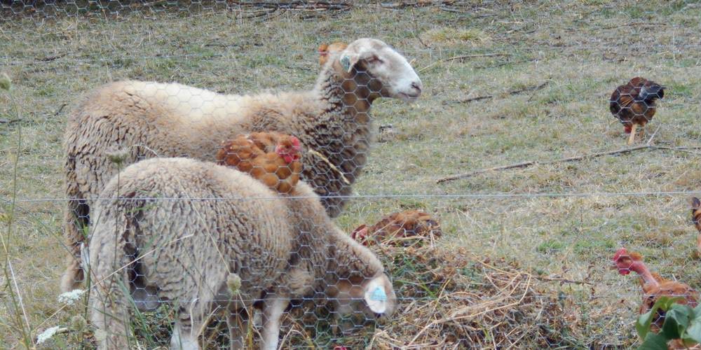 Agneaux engraissés uniquement à l'herbe -  La Table de Vailhac (Auvergne-Rhône-Alpes, Haute-Loire)