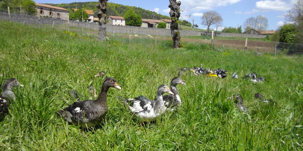 canards -  La Table de Vailhac (Auvergne-Rhône-Alpes, Haute-Loire)