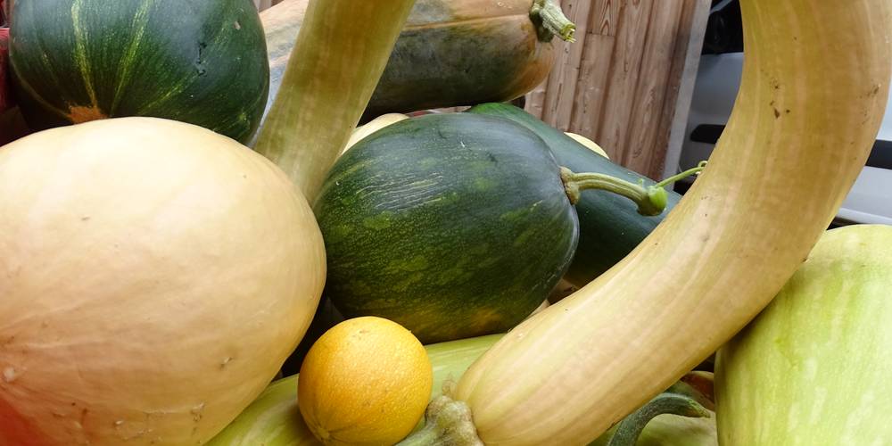 récolte de courges -  La Table de Vailhac (Auvergne-Rhône-Alpes, Haute-Loire)