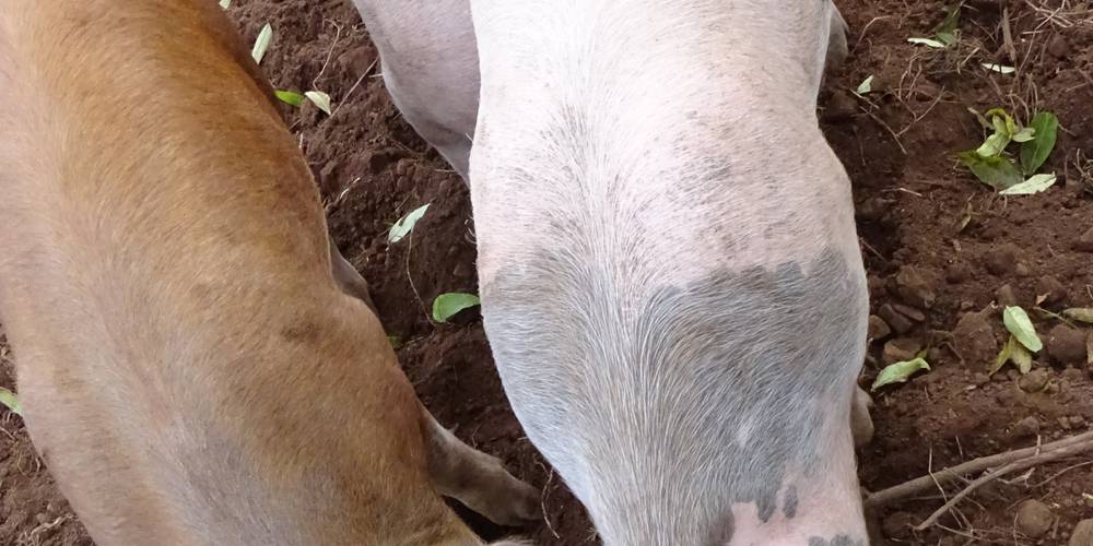 Cochons à l'engraissement en plein air -  La Table de Vailhac (Auvergne-Rhône-Alpes, Haute-Loire)