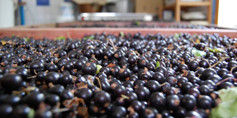  LE RUCHER DE PECH LARIVE (Occitanie, Lot)