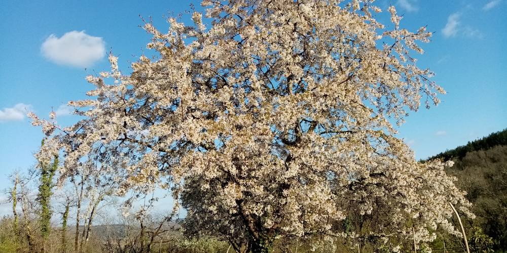  LE RUCHER DE PECH LARIVE (Occitanie, Lot)