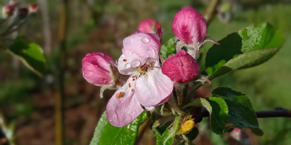  LE RUCHER DE PECH LARIVE (Occitanie, Lot)