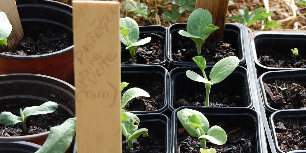  LE RUCHER DE PECH LARIVE (Occitanie, Lot)