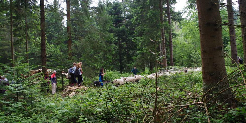 Transhumance -  Gîte du Pré Charmant (Auvergne-Rhône-Alpes, Loire)