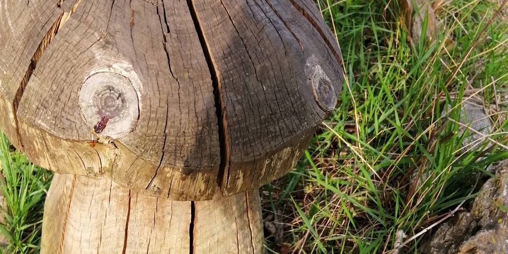  Gîte du Pré Charmant (Auvergne-Rhône-Alpes, Loire)