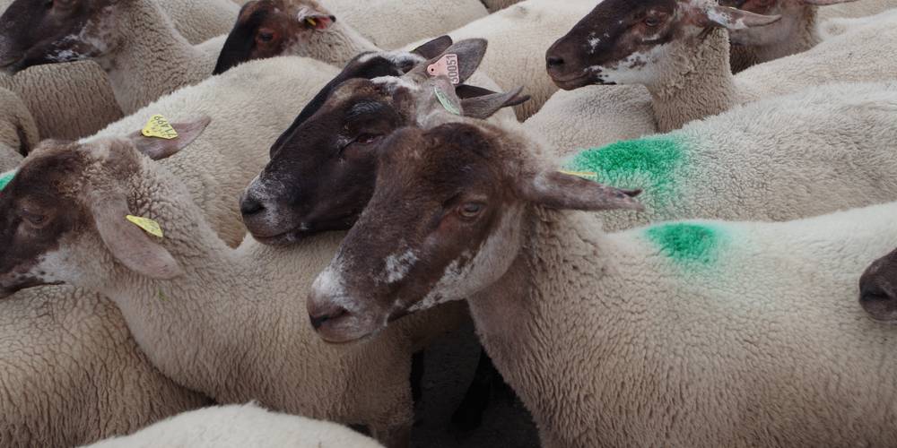 Le troupeau -  Gîte du Pré Charmant (Auvergne-Rhône-Alpes, Loire)