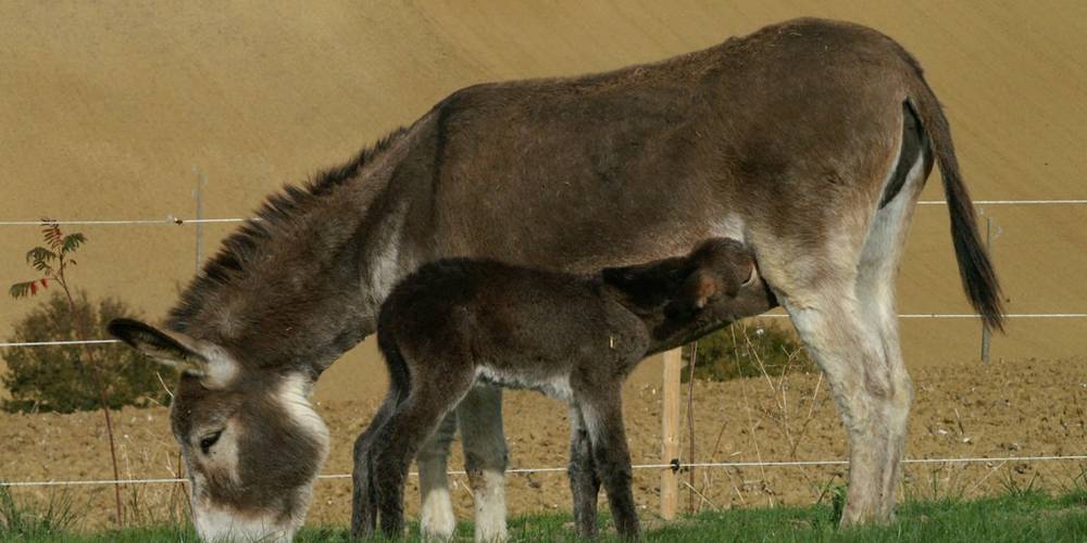  ASINERIE D'EMBAZAC (Occitanie, Gers)