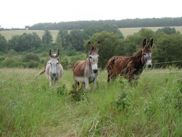  ASINERIE D'EMBAZAC (Occitanie, Gers)