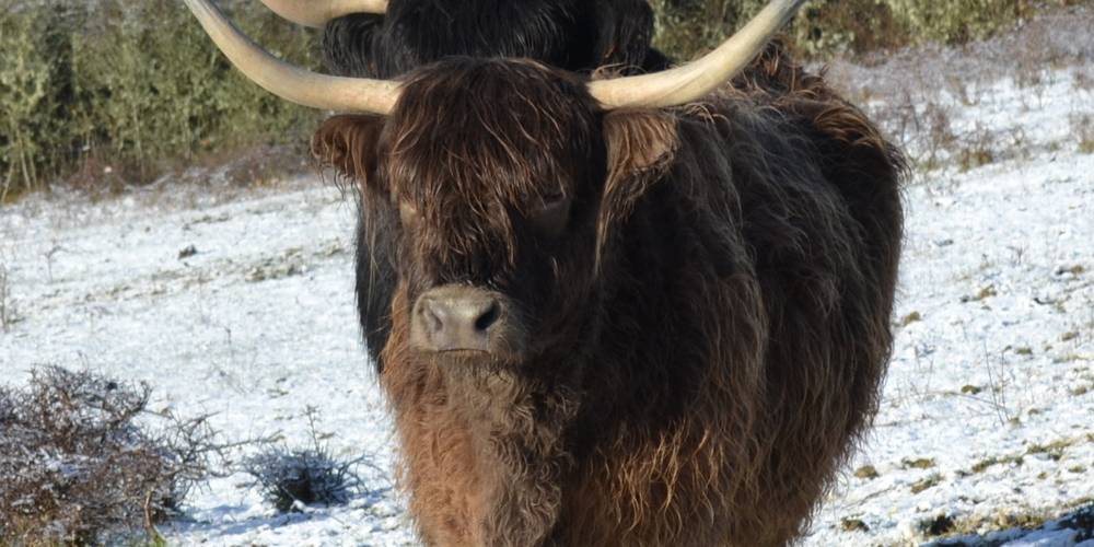 une vache à 4 cornes..c'est beaucoup plus troublant qu'une vache à 3 temps -  Les Eco-Logis d'Ensarnaut (Occitanie, Gers)