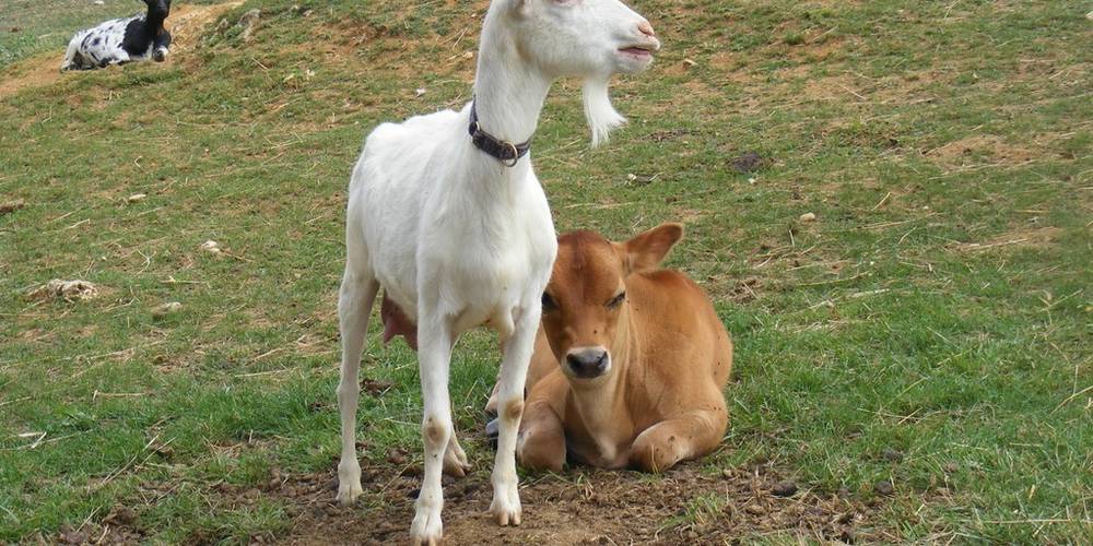  Un regard, une caresse, un sourire (Nouvelle-Aquitaine, Charente-Maritime)