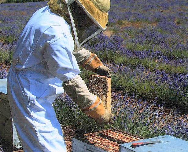  Les Ruchers des Mességuières (Provence-Alpes-Côte d’Azur, Vaucluse)