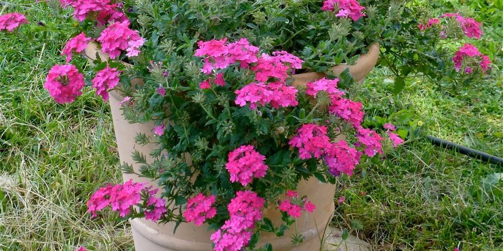  Les Ruchers des Mességuières (Provence-Alpes-Côte d’Azur, Vaucluse)