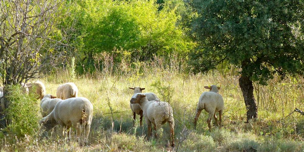  Les Ruchers des Mességuières (Provence-Alpes-Côte d’Azur, Vaucluse)