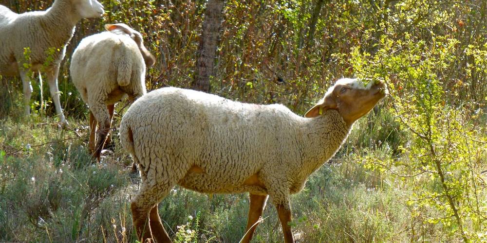 Brebis au champ -  Les Ruchers des Mességuières (Provence-Alpes-Côte d’Azur, Vaucluse)