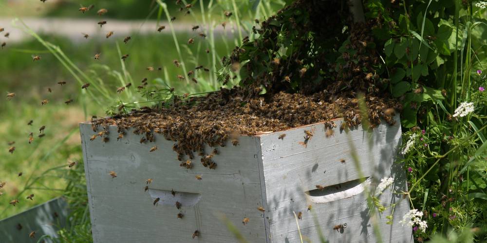  "LA MIELLERIE DE LANAUZE" (Nouvelle-Aquitaine, Lot-et-Garonne)