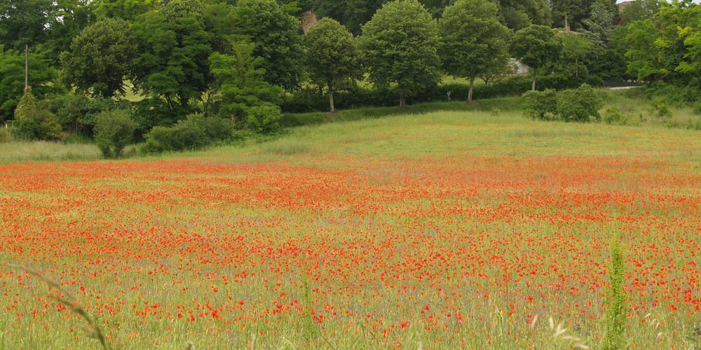  "LA MIELLERIE DE LANAUZE" (Nouvelle-Aquitaine, Lot-et-Garonne)