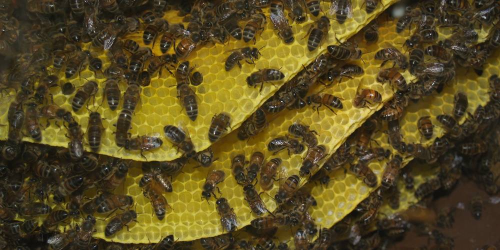  "LA MIELLERIE DE LANAUZE" (Nouvelle-Aquitaine, Lot-et-Garonne)