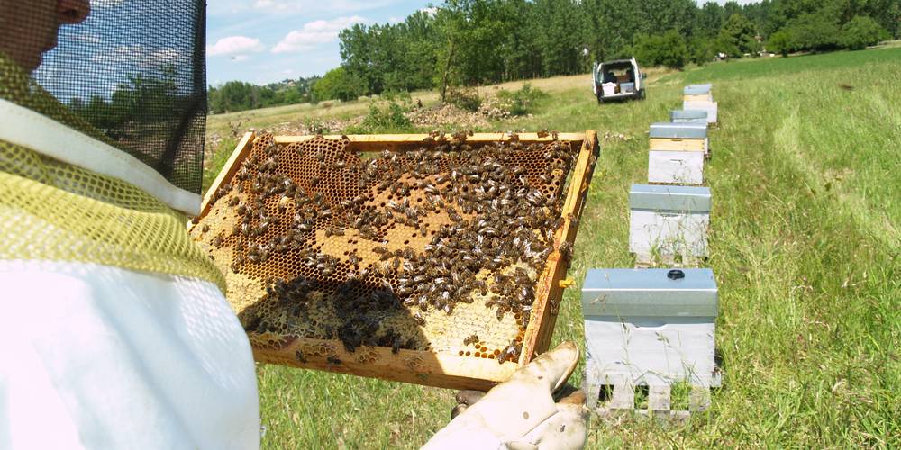  "LA MIELLERIE DE LANAUZE" (Nouvelle-Aquitaine, Lot-et-Garonne)