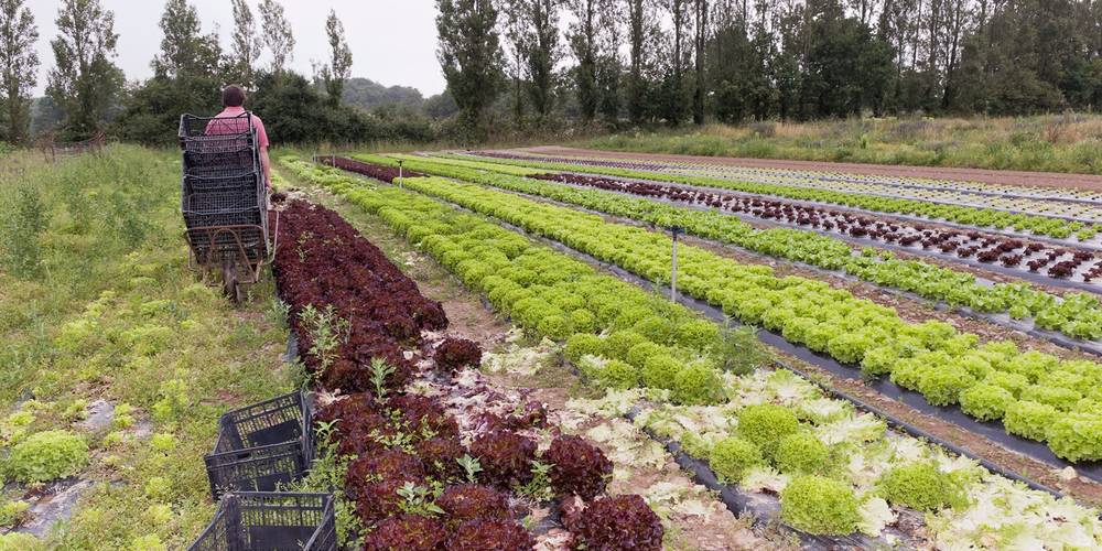  "LA MIELLERIE DE LANAUZE" (Nouvelle-Aquitaine, Lot-et-Garonne)