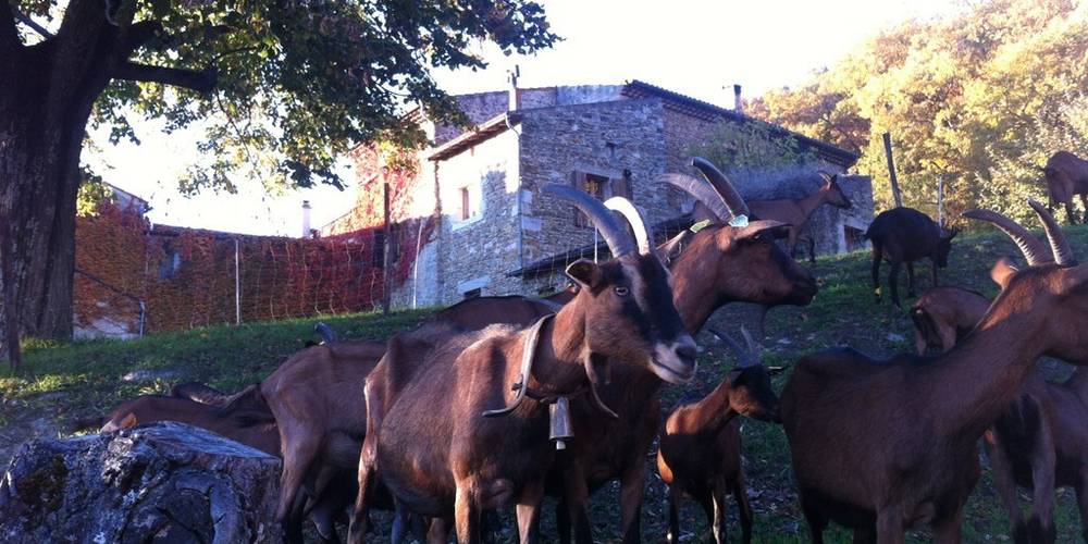  la chèvre qui Saoûrit (Auvergne-Rhône-Alpes, Drôme)