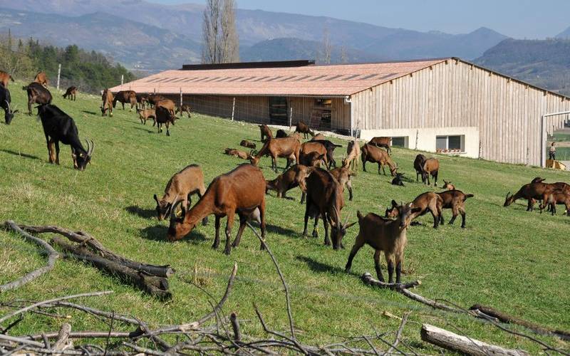  la chèvre qui Saoûrit (Auvergne-Rhône-Alpes, Drôme)
