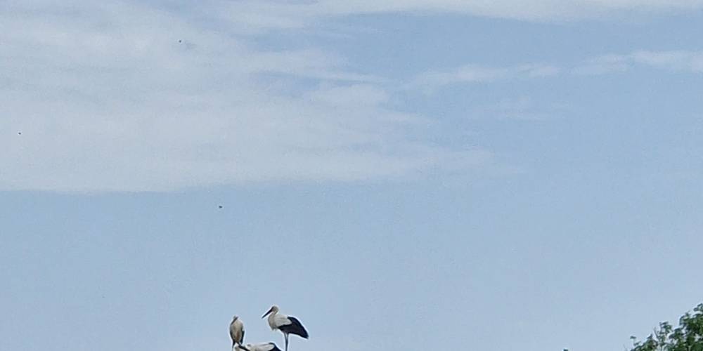  La Ferme de la Levée (Nouvelle-Aquitaine, Charente-Maritime)