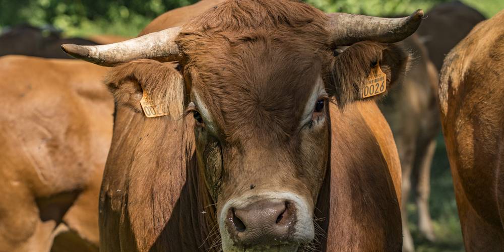  Un Gîte au Pré (Nouvelle-Aquitaine, Deux-Sèvres)