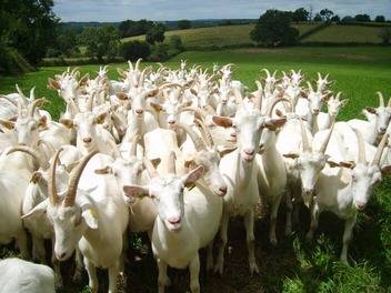  Un Gîte au Pré (Nouvelle-Aquitaine, Deux-Sèvres)
