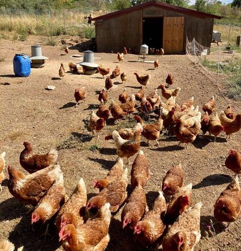 La Ferme du Devès (Occitanie, Hérault)