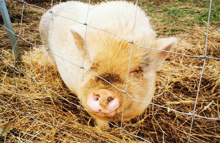  La Ferme du Devès (Occitanie, Hérault)
