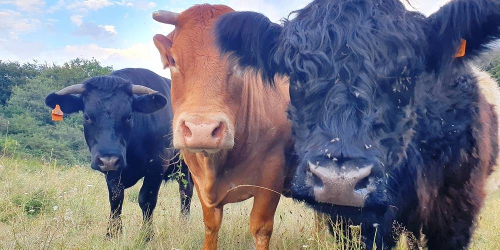  La Ferme du Devès (Occitanie, Hérault)