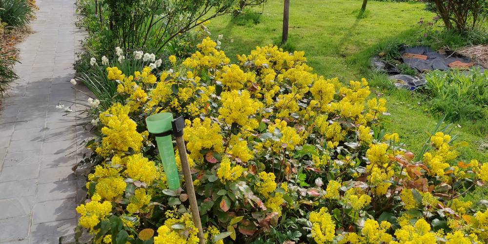  De rounde kaffoore (Hauts-de-France, Nord)