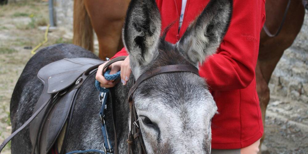Balade  avec les ânes. -  AUX CHAMBRES DE PENFOND (Bretagne, Finistère)