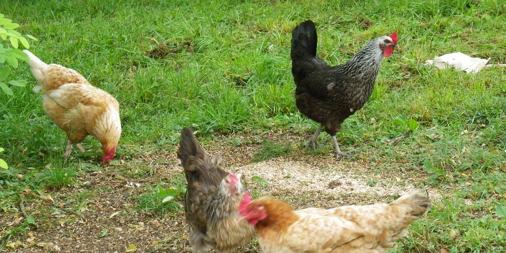  APYRAINE (Nouvelle-Aquitaine, Dordogne)