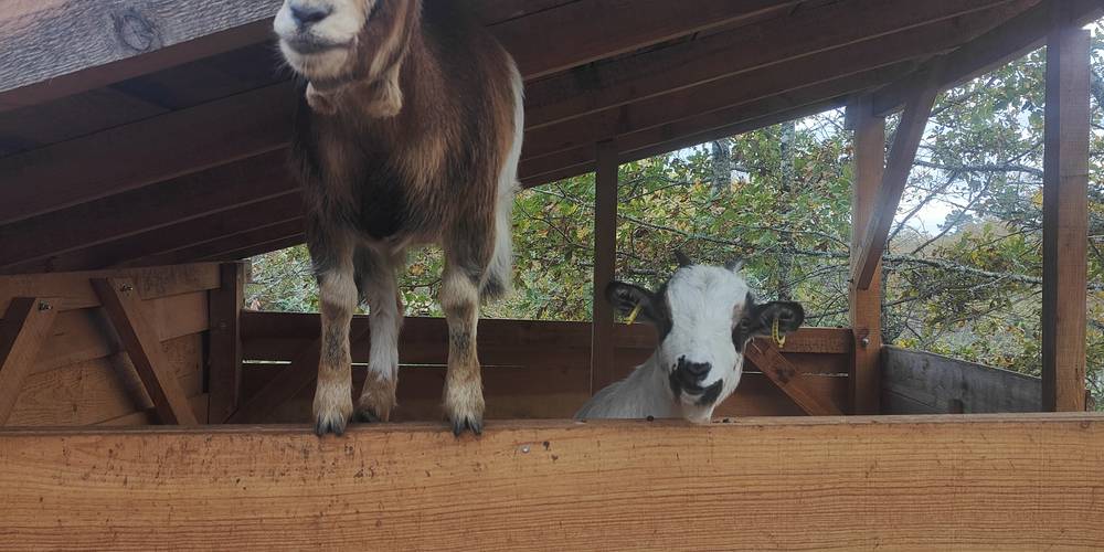 les nouvelles pensionnaires -  APYRAINE (Nouvelle-Aquitaine, Dordogne)