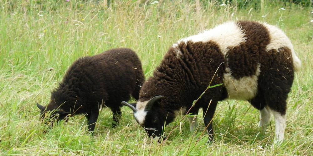  APYRAINE (Nouvelle-Aquitaine, Dordogne)