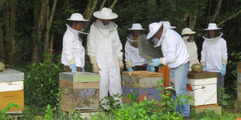 visite des ruches -  APYRAINE (Nouvelle-Aquitaine, Dordogne)