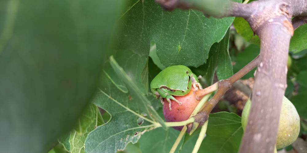  FERME QU' ES AQUO (Occitanie, Lot)