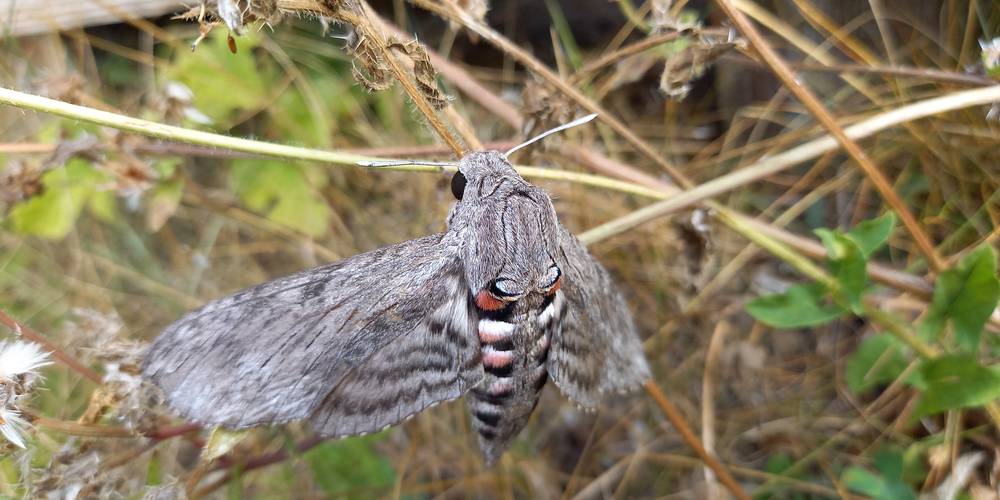  FERME QU' ES AQUO (Occitanie, Lot)