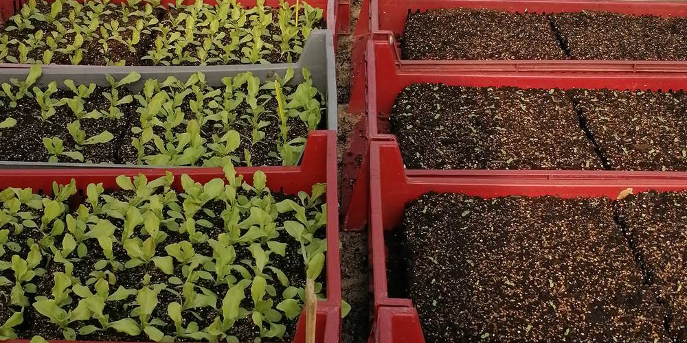  MAS DE CANTAGREL (Occitanie, Lot)