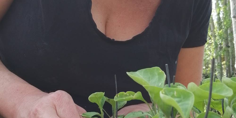  MAS DE CANTAGREL (Occitanie, Lot)