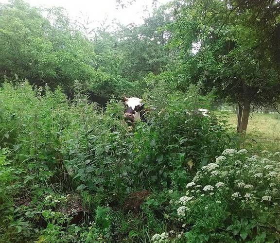 Coucou -  CAMPING PAYSAN DE LA GILBERDIÈRE (Normandie, Orne)
