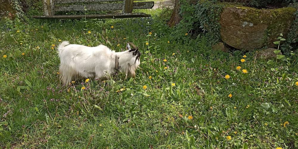  CAMPING PAYSAN DE LA GILBERDIÈRE (Normandie, Orne)