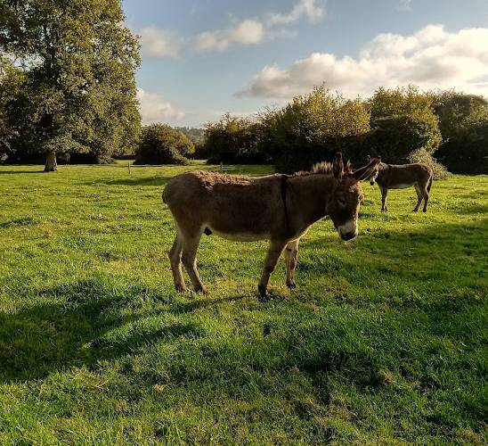 Pirate et Chiquita -  CAMPING PAYSAN DE LA GILBERDIÈRE (Normandie, Orne)