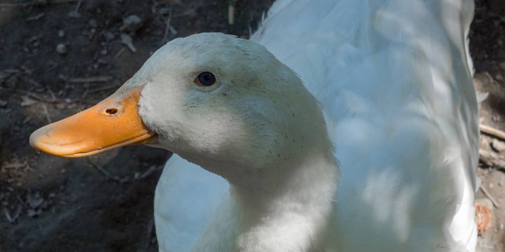  L'EGLANTIER (Nouvelle-Aquitaine, Creuse)