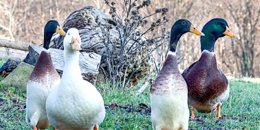  Gîte de la Grange du Haut (Auvergne-Rhône-Alpes, Isère)