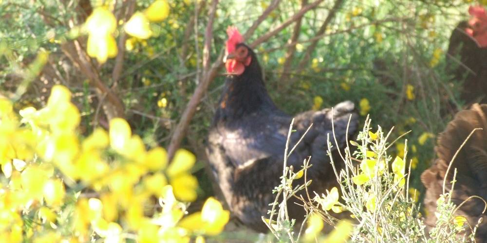  Gîte de la Grange du Haut (Auvergne-Rhône-Alpes, Isère)