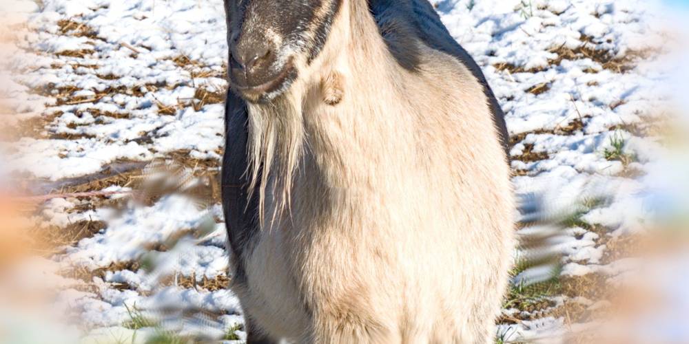  Gîte de la Grange du Haut (Auvergne-Rhône-Alpes, Isère)