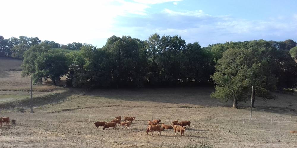 PRAIRIE FACE AU RELAIS DE MALLEYRAND -  RELAIS DE MALLEYRAND - MAISON ALTERNATIVE EN ACCUEIL SOCIAL POUR JEUNE MINEUR EN MILIEU RURAL (Nouvelle-Aquitaine, Charente)